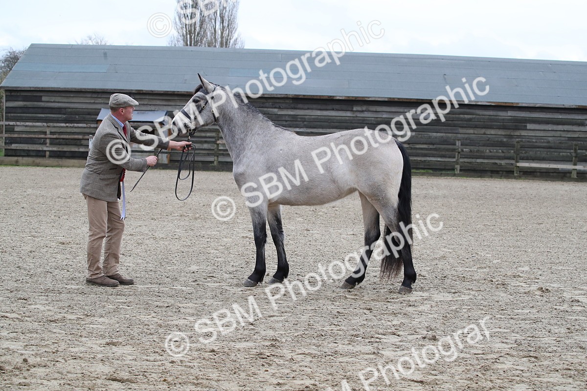 SBM_004002 - Class 1-4 - Young Stock classes Inc. In Hand Championship