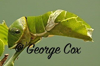 Tiger Swallowtail larvae at Stratford butterfly farm