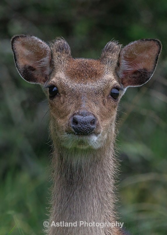 Sika Deer - Latest Images