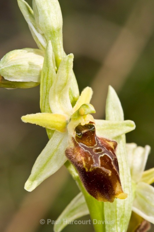 Tyrhennian Ophrys (Ophrys tyrrhena) - Orchids - Ophrys