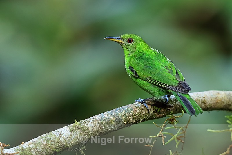 Green Honeycreeper (female) perched, Limon Province, Costa Rica - Green Honeycreeper