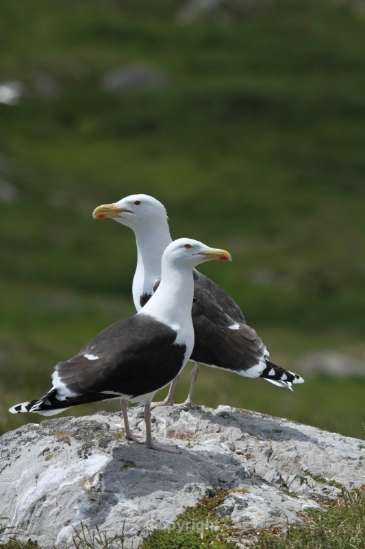  - Birds