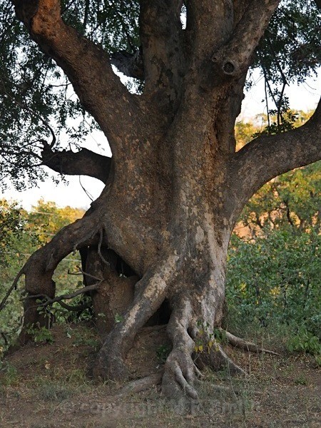 Sth African Trees Grow Into Amazing Shapes - LANDSCAPES & TREES