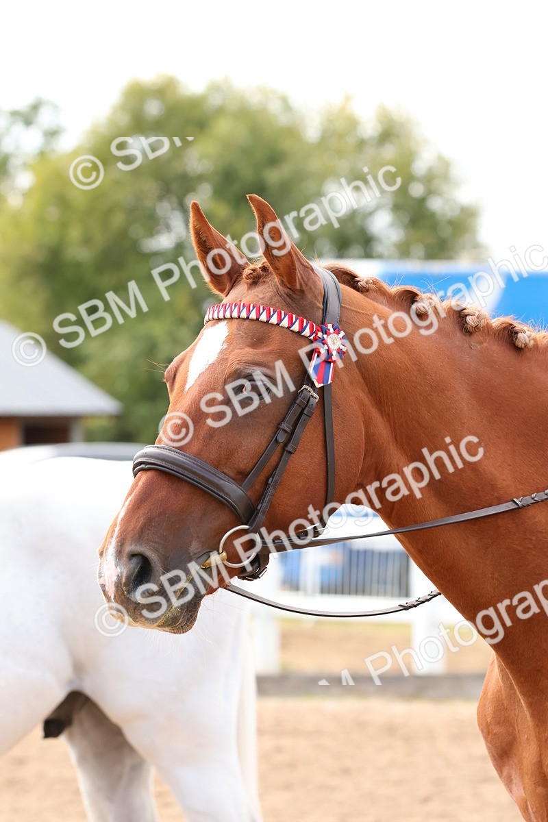 SBM_14150 - Class 213 - Ridden Hack Riding Horse