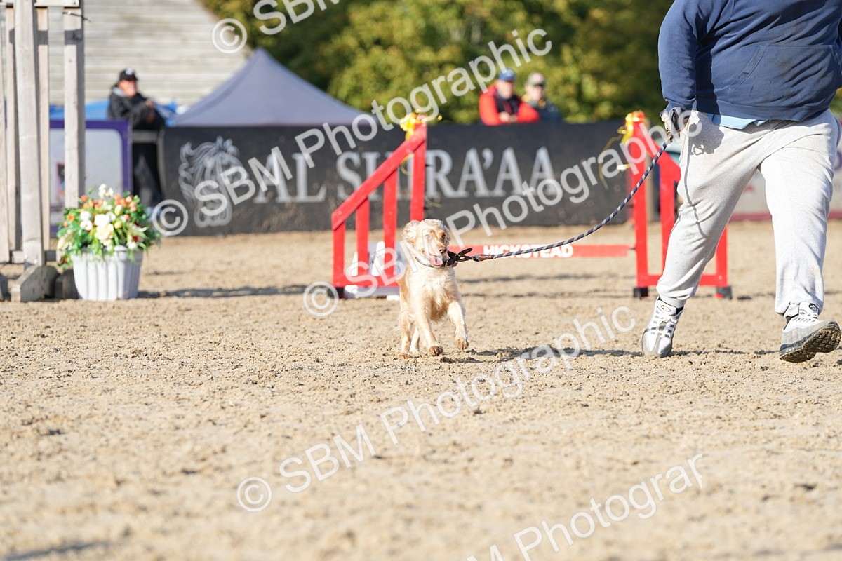 SBM_28983 - J43 - Horse & Hound Open 50cm