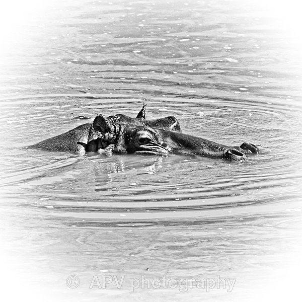  - SAFARI - KENYA