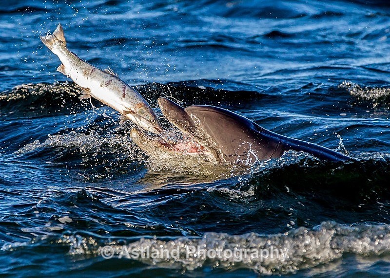 Astland Photography, Bird and Wildlife Images, Susan and Peter Wilson, U.K.