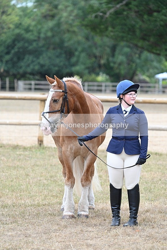 WJ7_9733 - Class 5a Most Handsome Gelding (above 14.2hh)