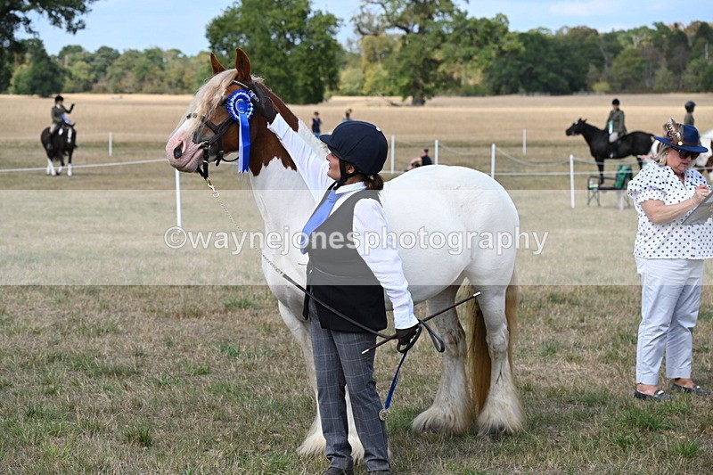 WJ6_6719 - Class 20 In-hand Cob