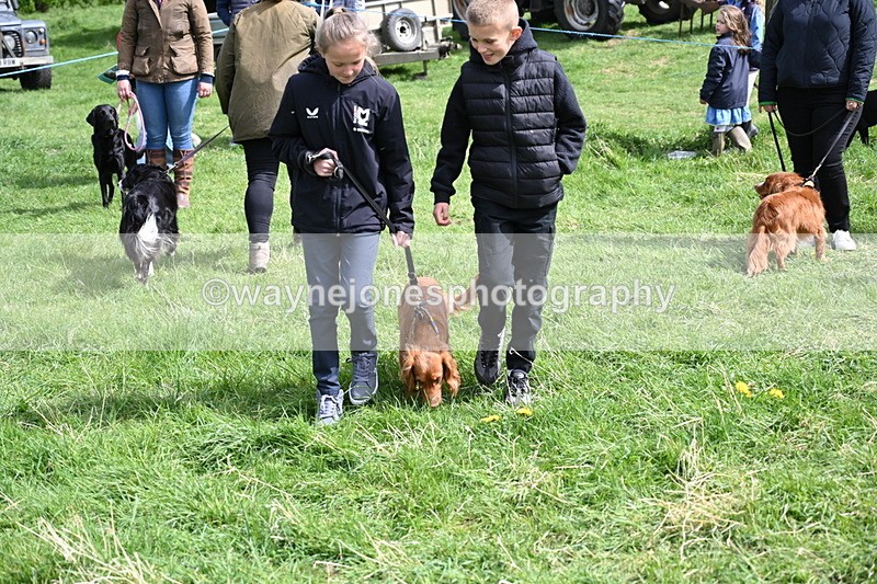 WJ6_8907 - Class 8 Best Working / Gun Dog or Bitch