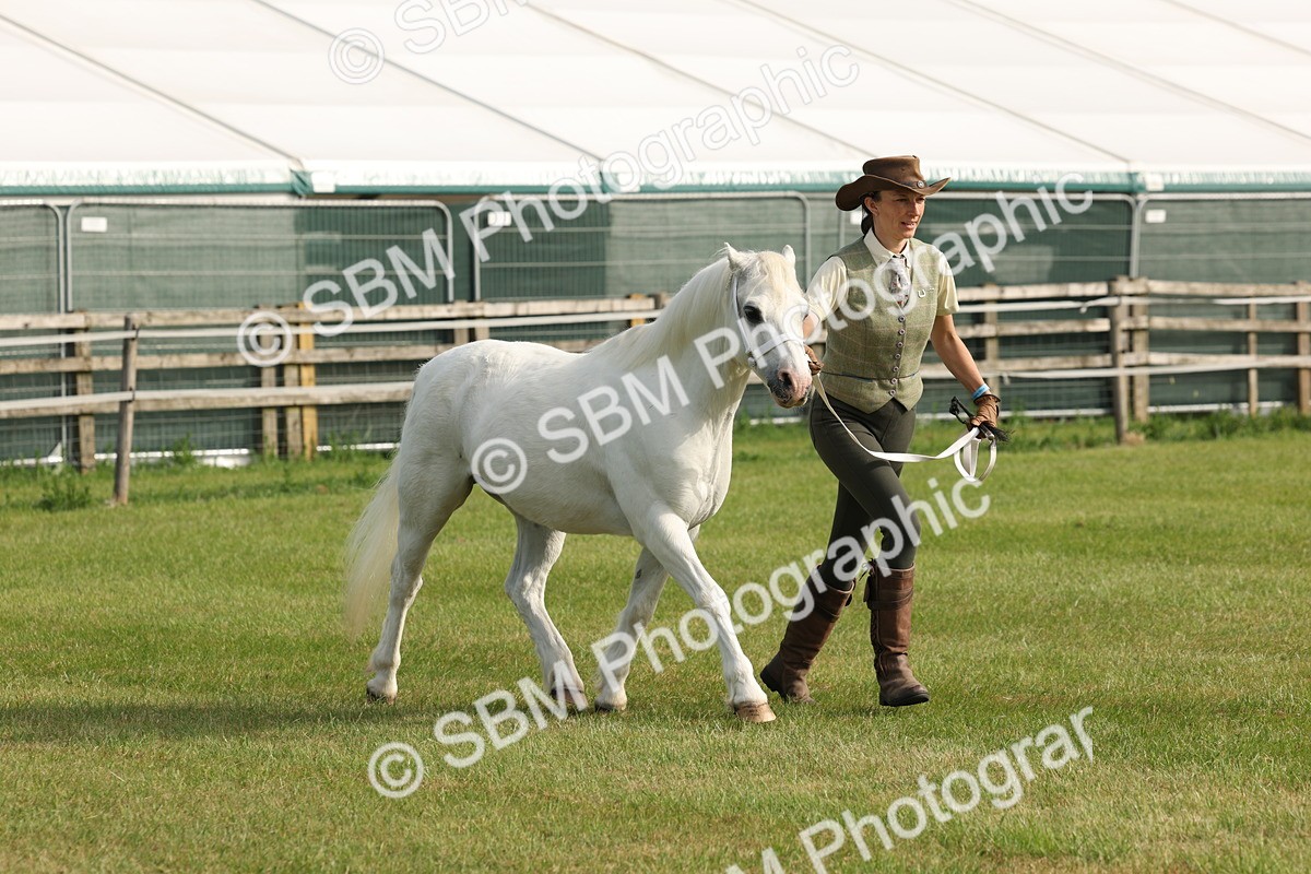 SBM_00569 - Class 6-13 - Mountatin and Moorland In Hand Welsh Breeds