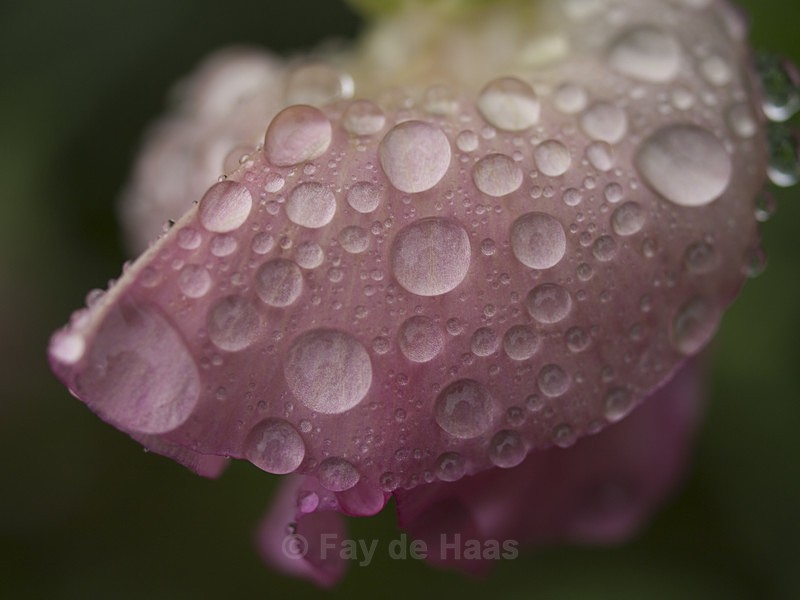  - After the rain