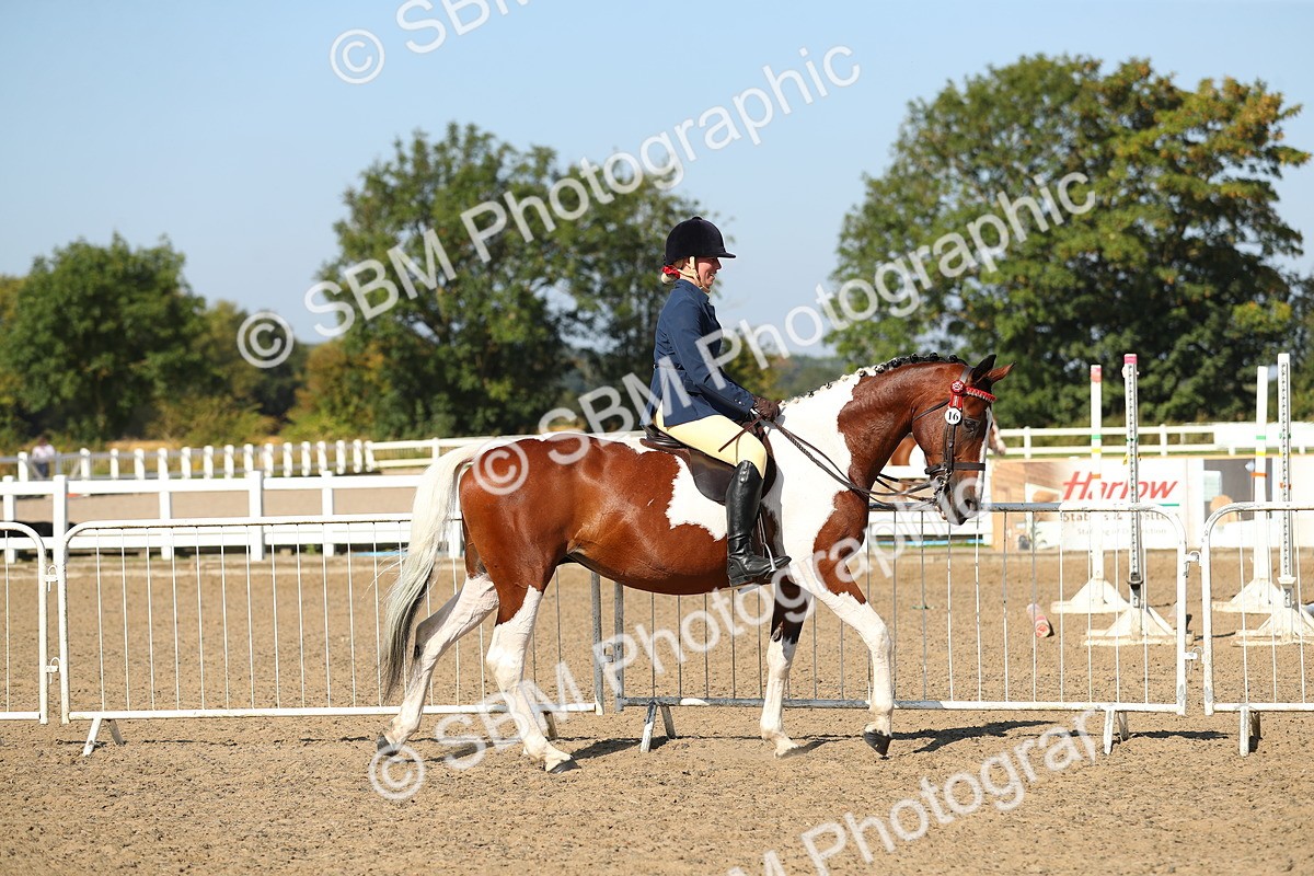 SBM_02180 - Class 43 Ridden Competition Horse/Pony