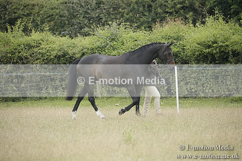 B230619-0224 - Bourne Valley Riding Club Summer Show 23/06/19