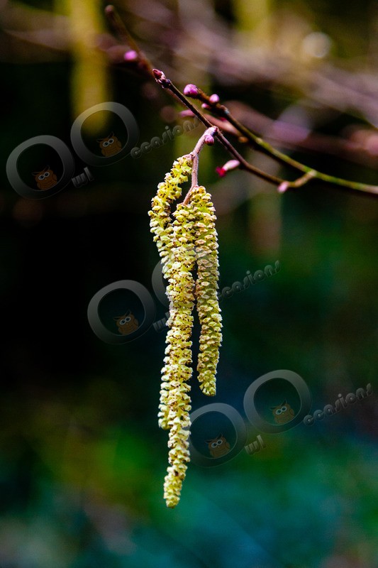 Hazel catkins Corylus avellana-014 - Plants and trees