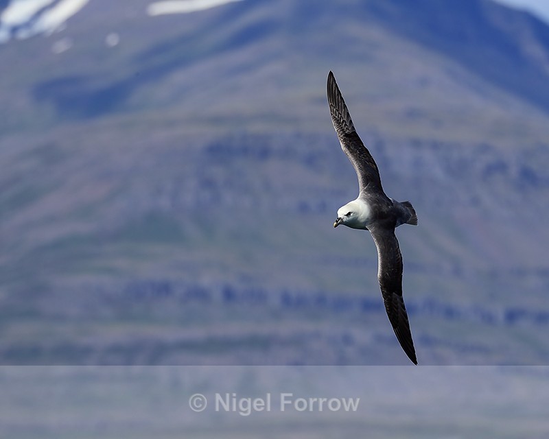 Fulmar banking close behind boat, Breiddalsvik, Iceland - Fulmar
