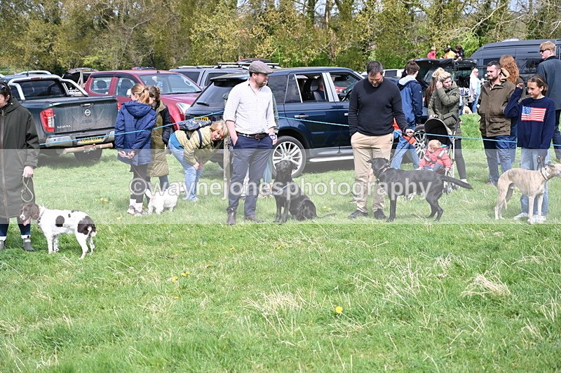 WJ6_8690 - Class 8 Best Working / Gun Dog or Bitch