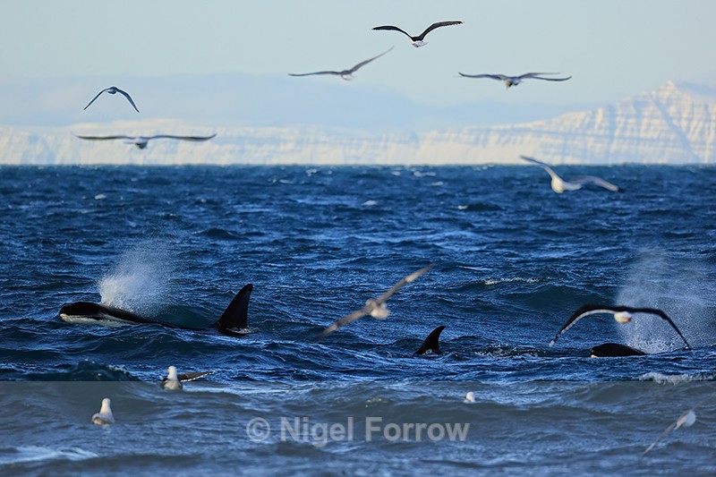 Three Orcas off Snæfellsnes peninsula, Iceland - Dolphin