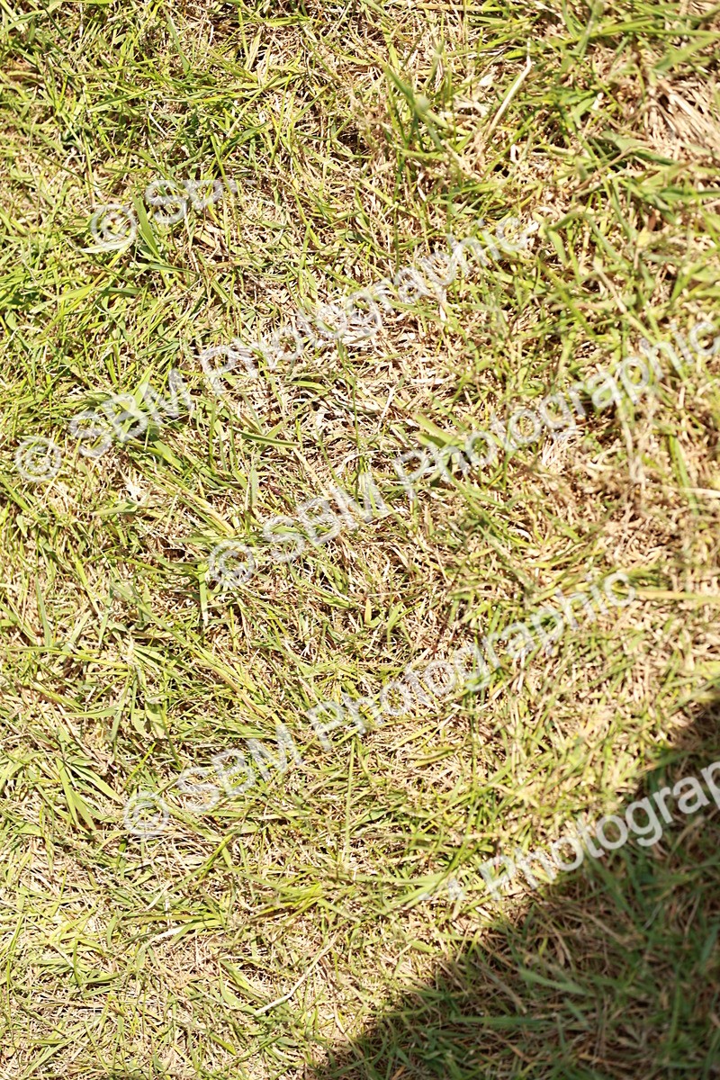 SBM_05476 - Class 41-45 - Riding Pony-Hunter Pony Breeding