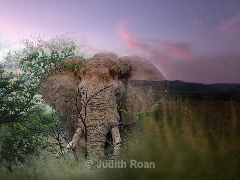 Elephant Montage - Photo Montages