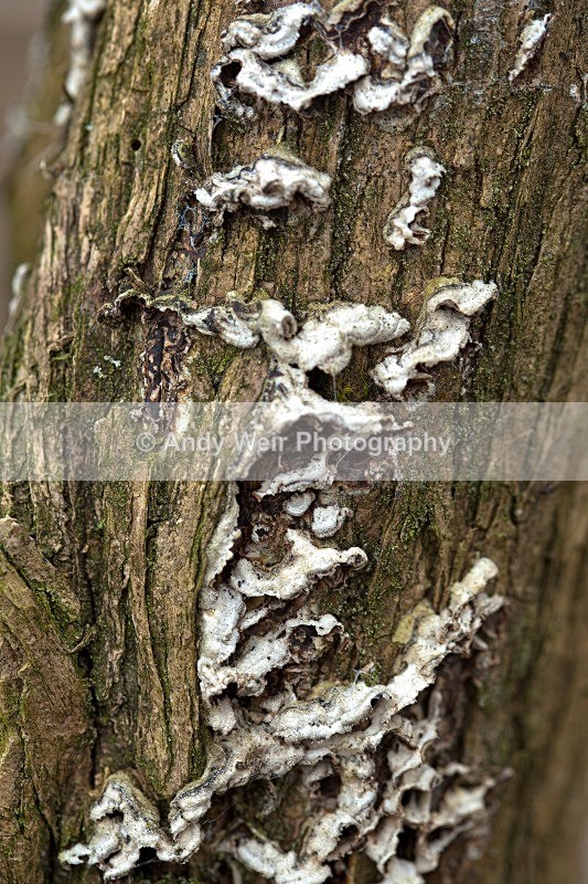 20120311-_MG_9416-1016 - Plants and Flowers