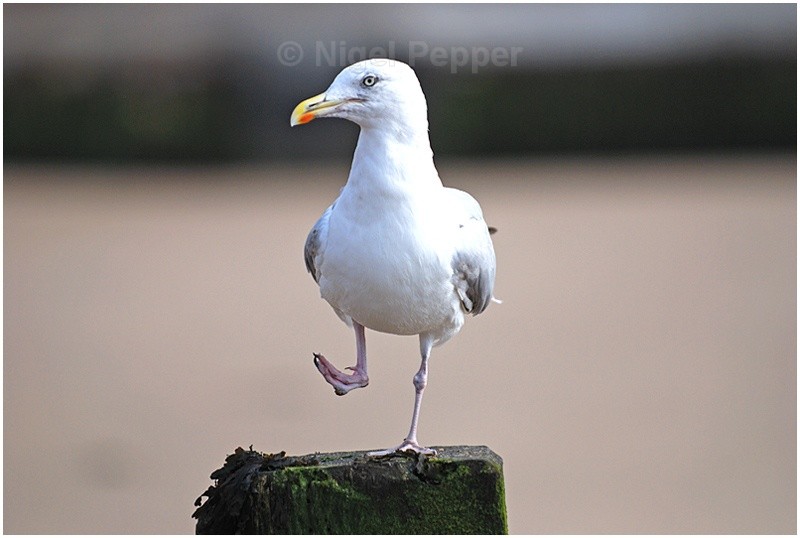 September 2nd 2007 - Leggy the Herring Gull