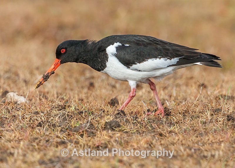 Oystercatcher - Latest Images