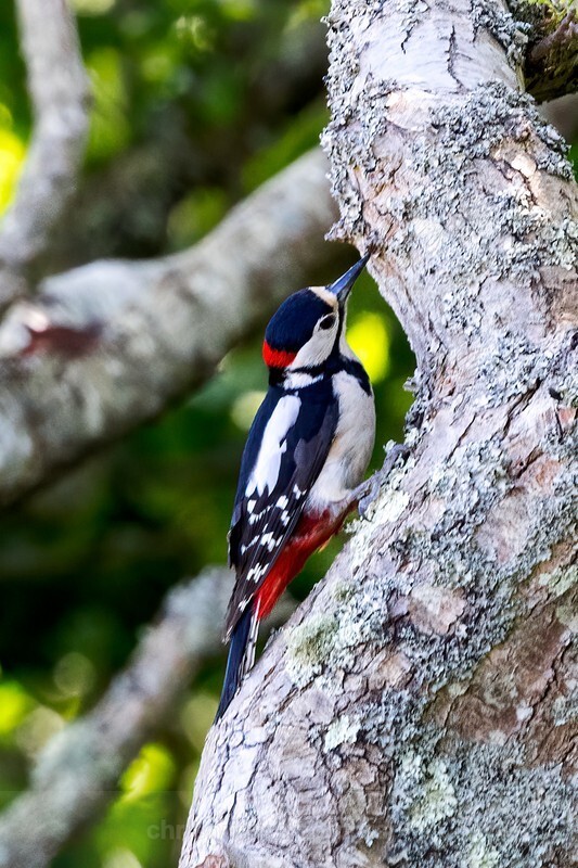  - Birds of Britain and Europe