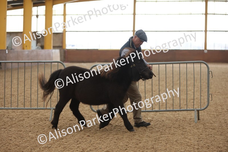 20251109-0004 - Class 2 - Yearling, Colt, filly or gelding