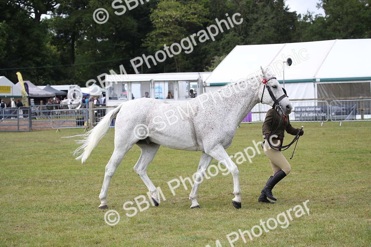 SBM_13257 - Class 95-96 - LIHS BSHA Rising Star Hack Riding Horse