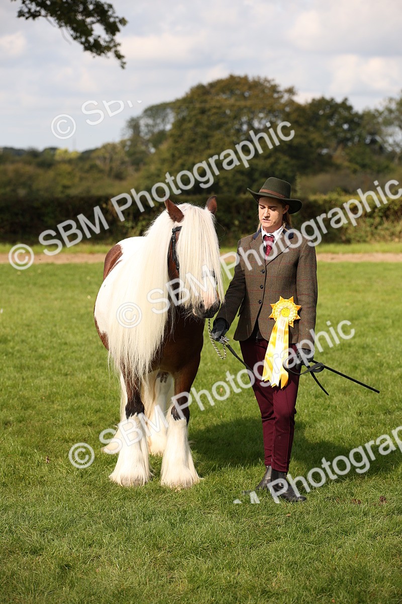 SBM_62322 - S55 - Traditional Cob In Hand