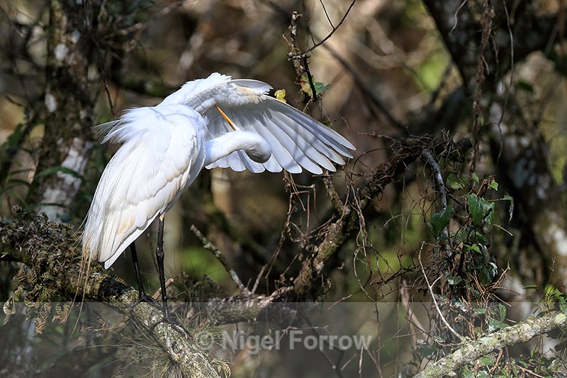 Great Egret preening under wing, Corkscrew Swamp, Florida - Great Egret