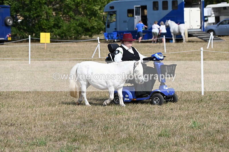 WJ6_6791 - Class 21 Shetland & Mini Horses