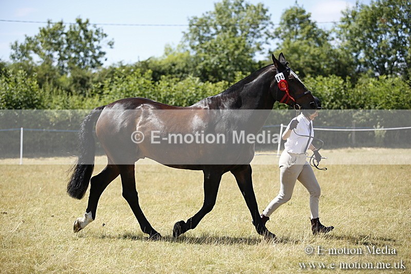 _C7A0153 - In Hand Championship BVRC Show 2018