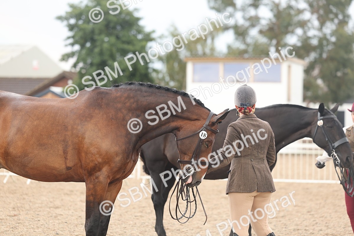 SBM_07868 - Class 28 - IH Veteran Horse