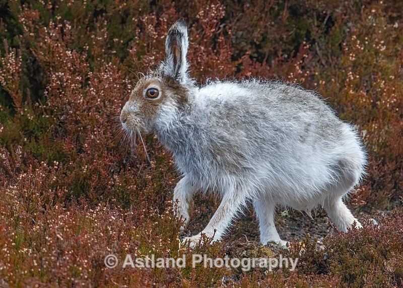 Mountain Hare - Latest Images