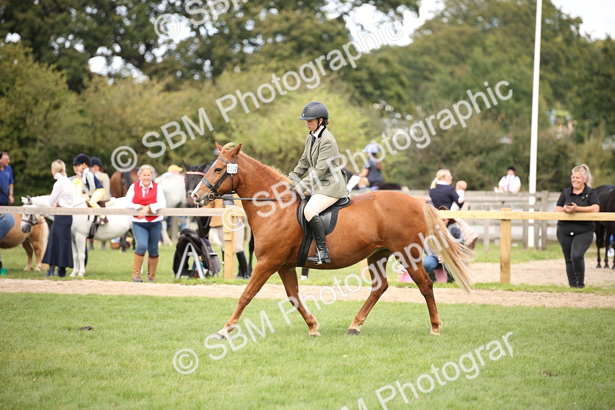 SBM_42374 - S13 - Pony Club Pony