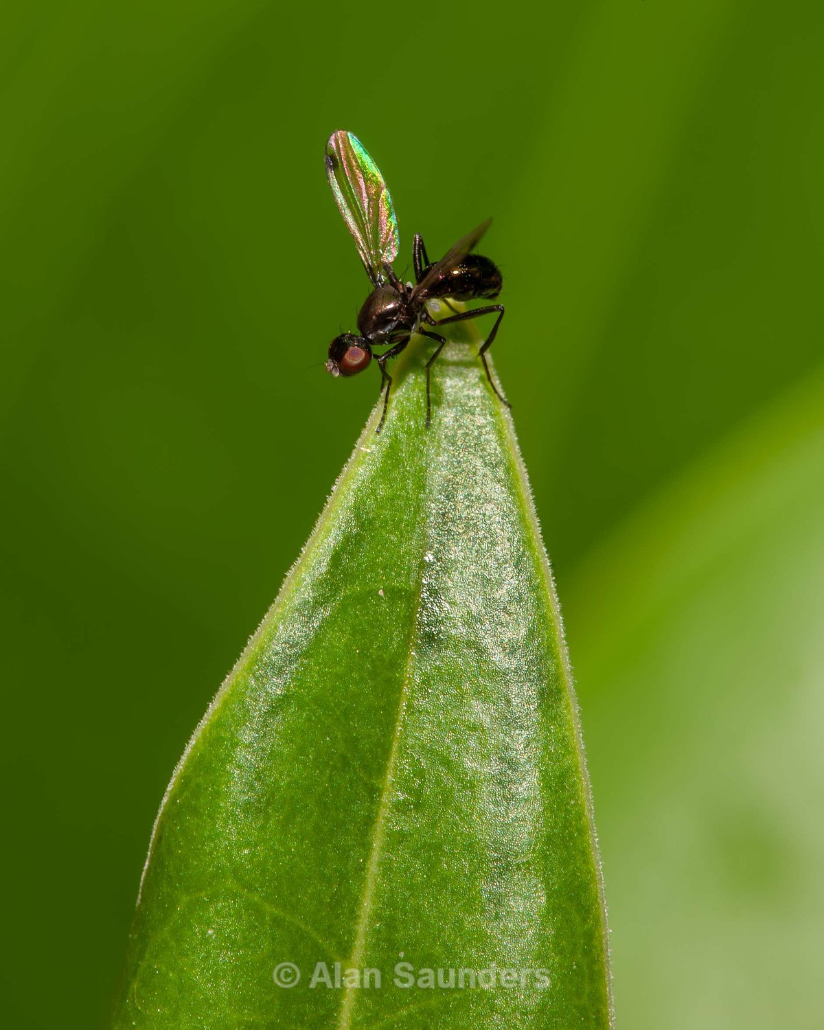 Black Scavenger Fly 1