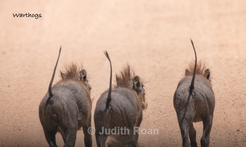  - South Africa Birds and Mammals