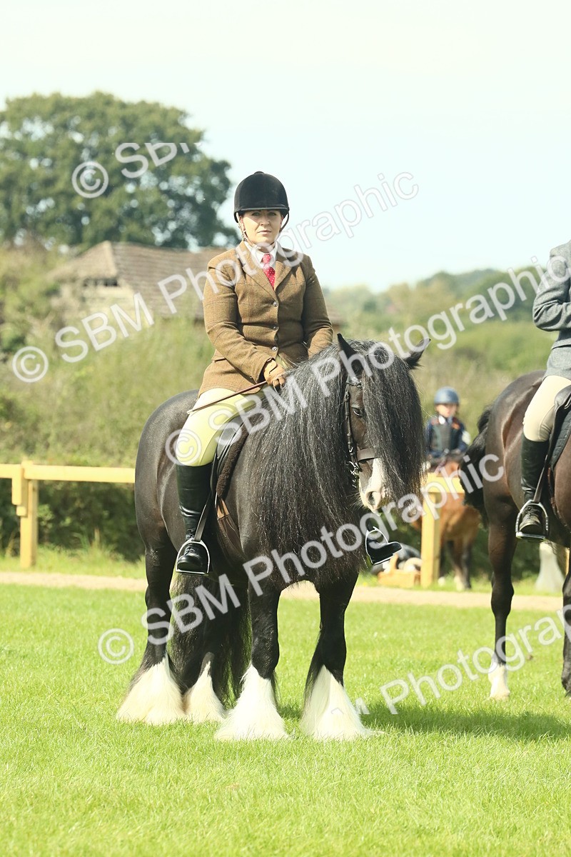 SBM_66688 - S34 - Rehabilitated Rescue Horse & Pony In Hand & Ridden
