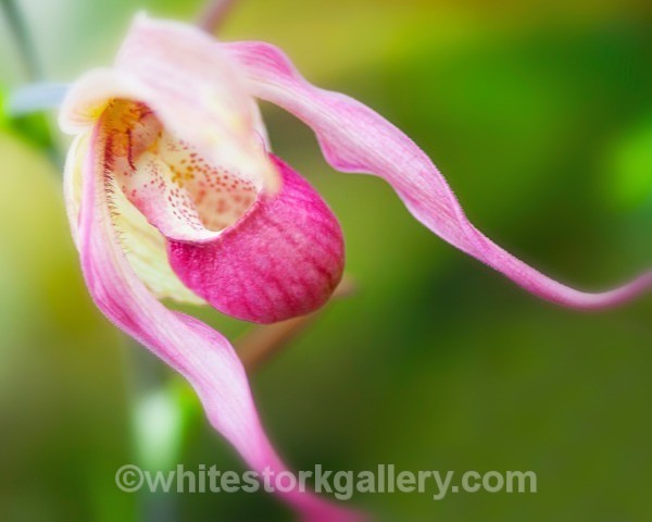 Brasilian Orchid - Up Close !