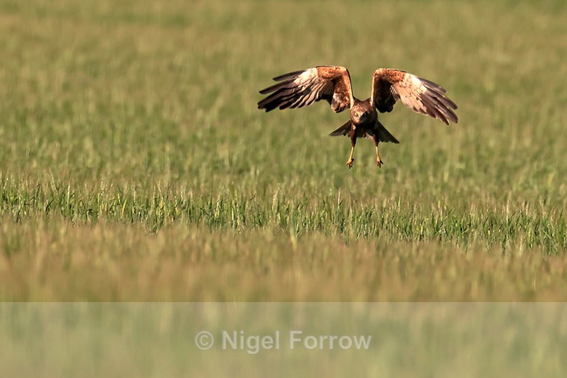 Marsh Harrier (male) takes off from field, Montgai, Spain - Marsh Harrier