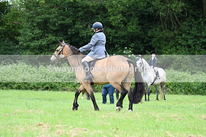 WJ7_3995 - Class 14A Handsome Gelding