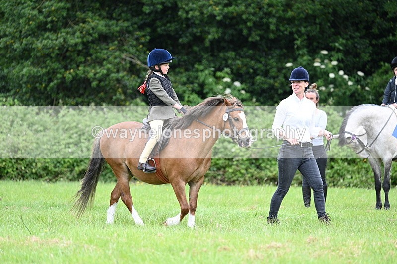 WJ7_4001 - Class 14A Handsome Gelding