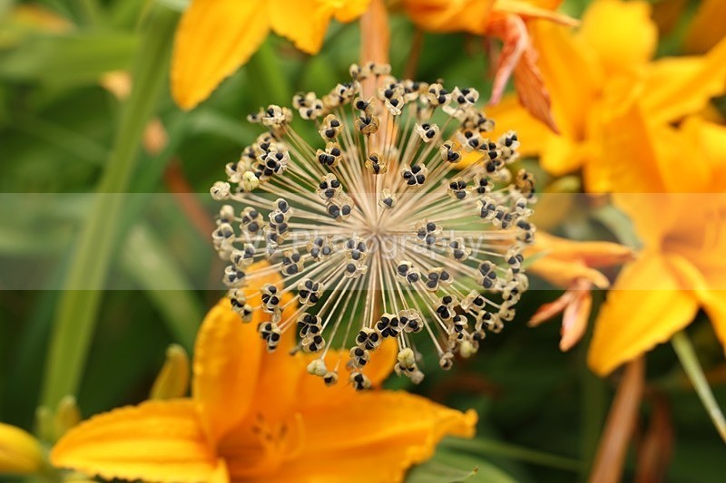 1G5A2460 - Flowers, Plants and Trees
