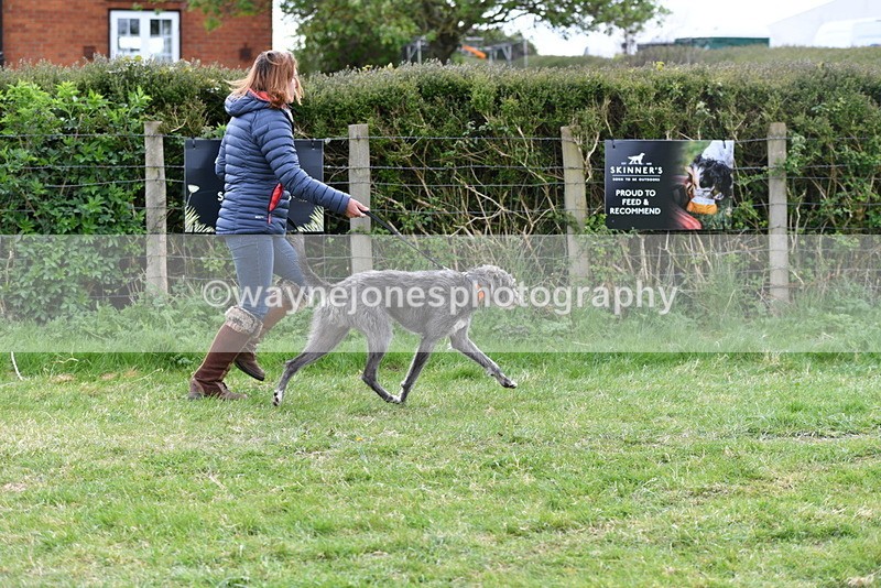 WJ5_9128 - Class 1 Best Cross Breed / Heniz 57