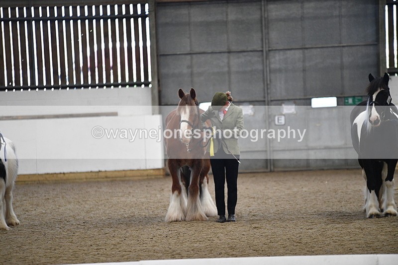 WJ5_5585 - Class 4 In hand M&M - small breeds