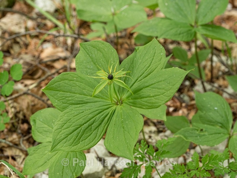 Herb Paris (Paris quadrifolia)  - Wild Flowers - 1