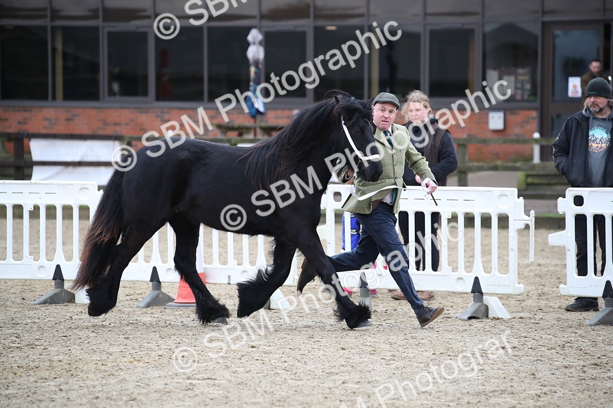 SBM_003997 - Class 1-4 - Young Stock classes Inc. In Hand Championship