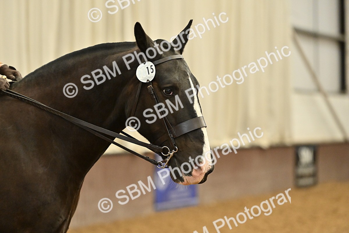 SBM_002036 - Class 21 - BSHA Ridden Show Cob